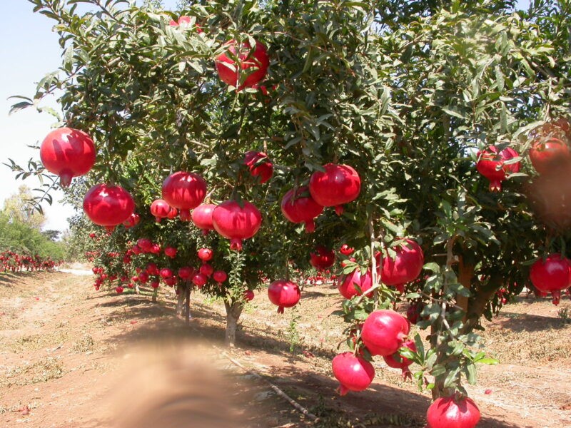 Плантация граната